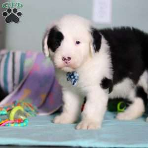 Ollie, Old English Sheepdog Puppy